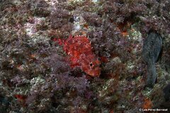 Madeira Rockfish photo 2
