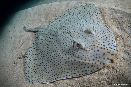 Blonde Skate, photo 8 of 8