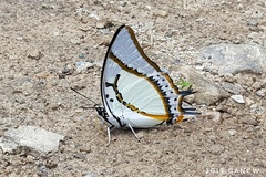 Polyura eudamippus