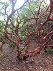 Rhododendron formosum