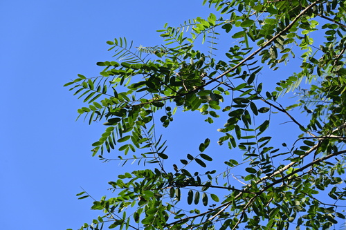 Foto de Tipuana