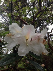 Rhododendron formosum