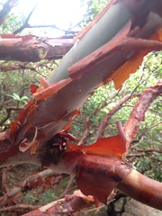 Rhododendron formosum