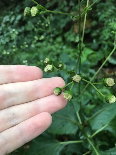 Image of Adenostemma madurense by no rights reserved