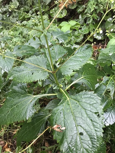 Image of Adenostemma madurense by no rights reserved