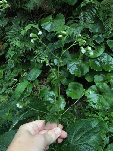 Image of Adenostemma madurense by no rights reserved