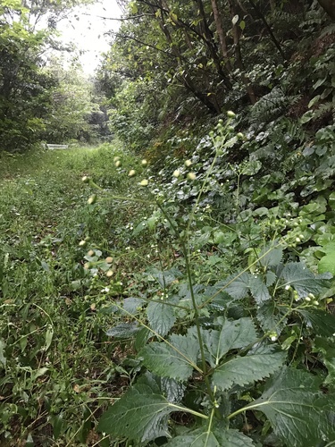 Jeju adenostemma (Adenostemma madurense)