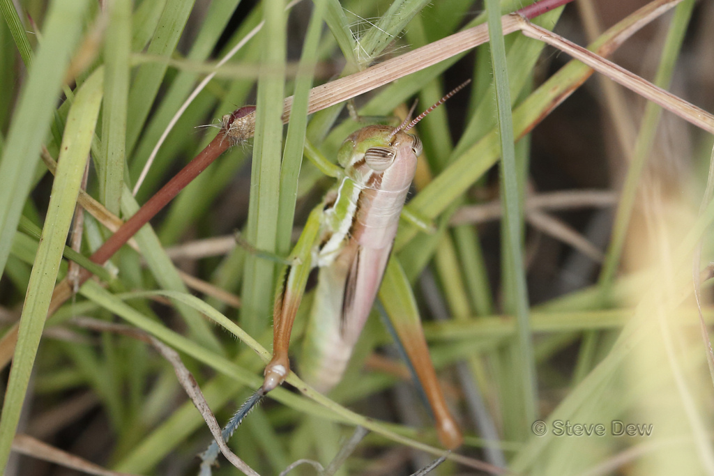 Tolgadia infirma from Blackwater QLD 4717, Australia on January 15 ...