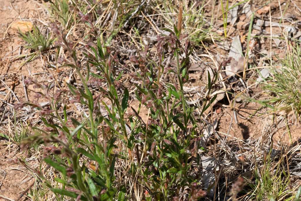 Common Raspwort from Slaty Creek VIC 3477, Australia on October 8, 2023 ...