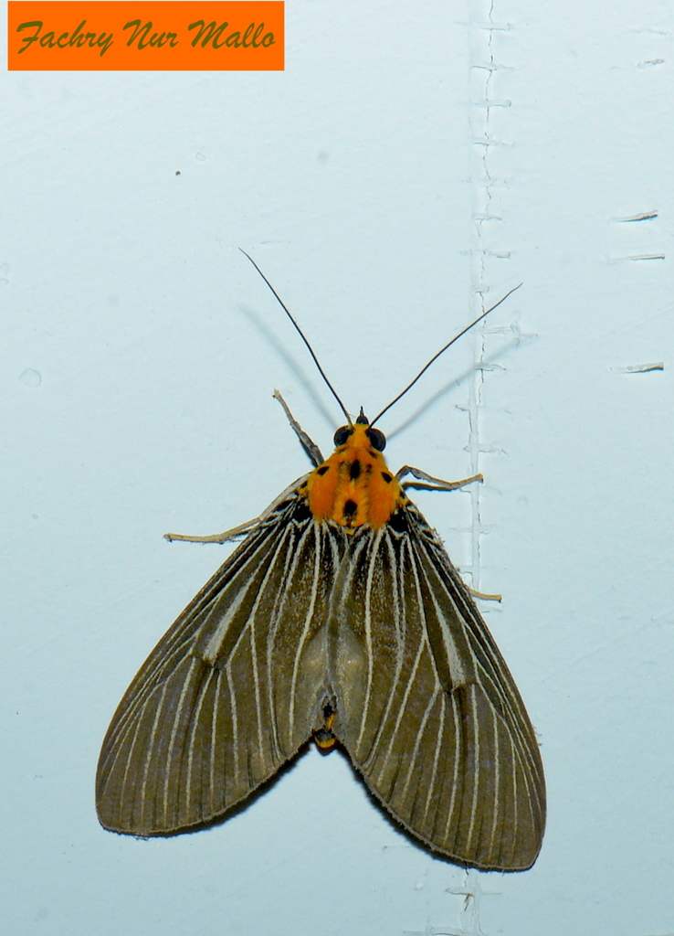 Asota albivena