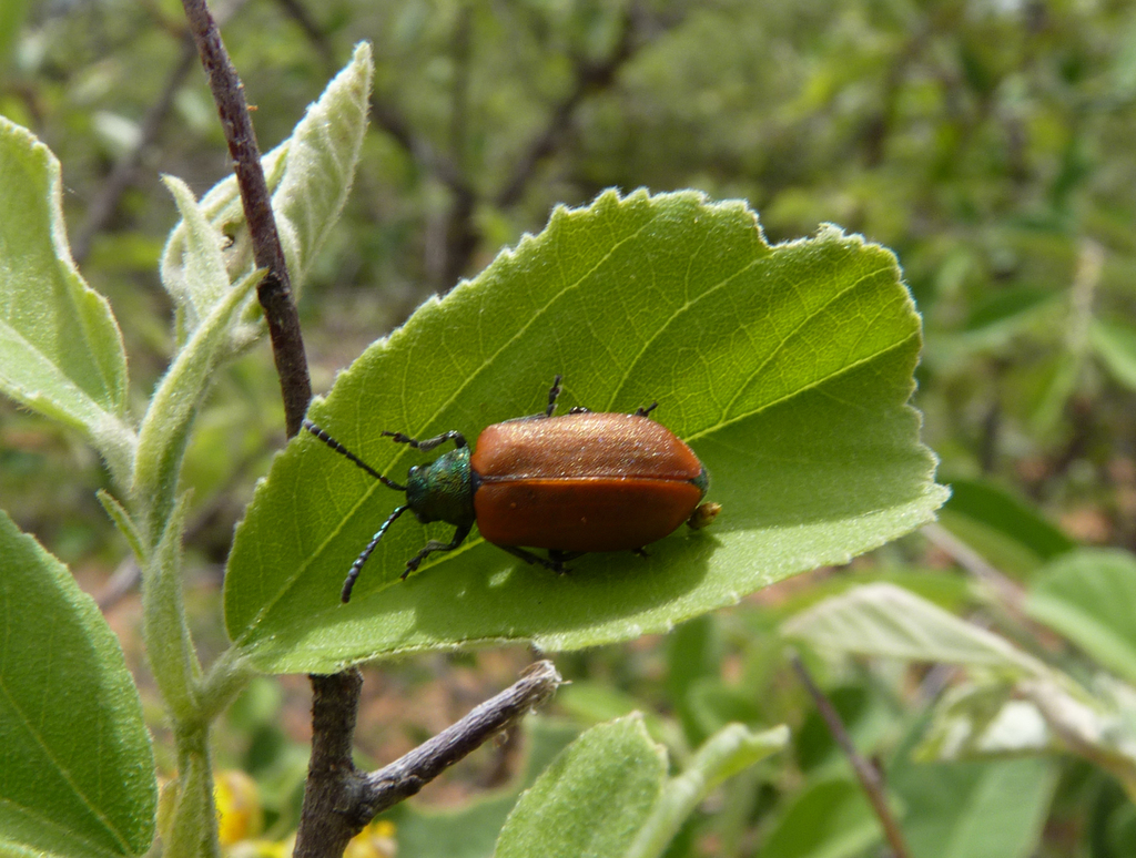 Gagini Insect Galerucini from Mogalakwena on February 11, 2013 at 10:15 AM by Wolf ...