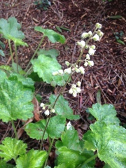 Heuchera maxima