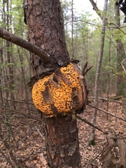 Pycnoporellus alboluteus