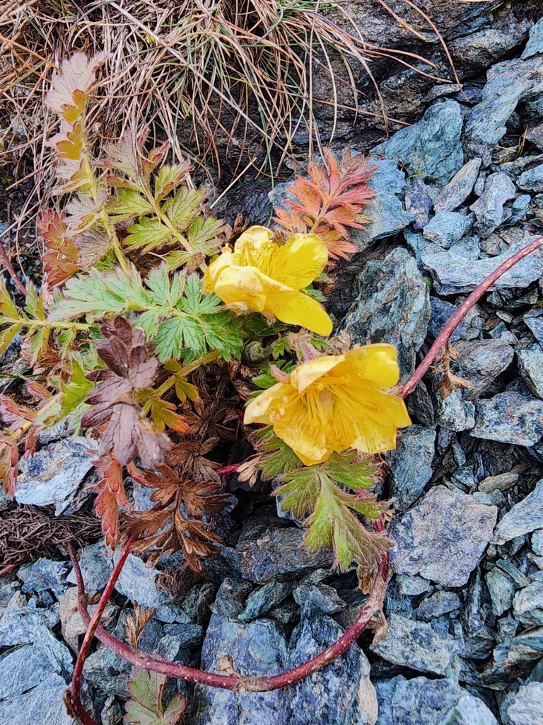 creeping avens from Gemeinde Rauris, 5661, Austria on October 4, 2023 ...