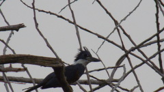 Megaceryle torquata