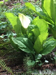 Lysichiton