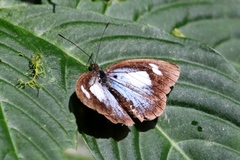 Leptophobia caesia