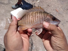 Lutjanus argentiventris