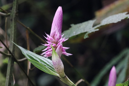 Elleanthus vernicosus Garay 4