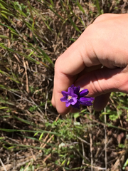 Dipterostemon capitatus