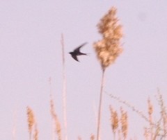 Hirundo rustica erythrogaster