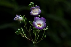 Monopyle ecuadorensis