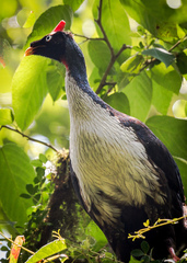 Oreophasis derbianus