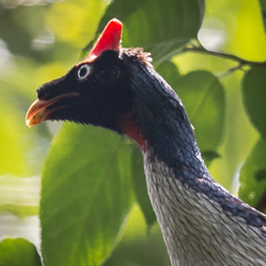 Oreophasis derbianus