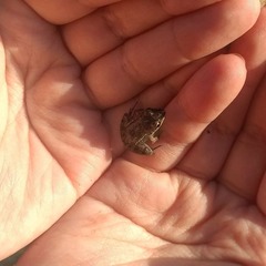 Leptodactylus latinasus