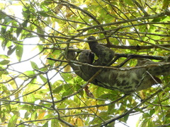 Bradypus variegatus tapajoensis