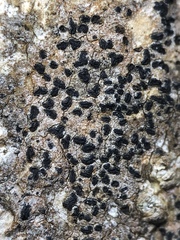 Pseudoschismatomma rufescens