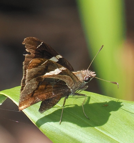 Oechydrus chersis rufus