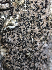 Pseudoschismatomma rufescens