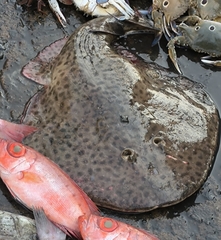 Tonkin Numbfish photo 4