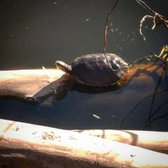 Phrynops hilarii