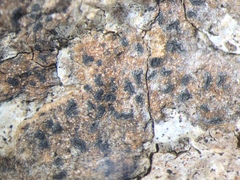 Pseudoschismatomma rufescens