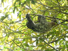 Bradypus variegatus tapajoensis