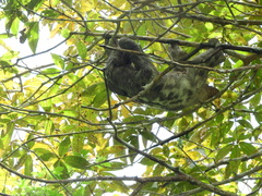 Bradypus variegatus tapajoensis