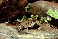 Kerala Indian Frog photo 2