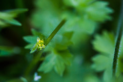 Ranunculus parviflorus