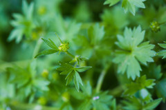 Ranunculus parviflorus