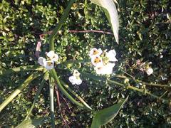 Sagittaria montevidensis