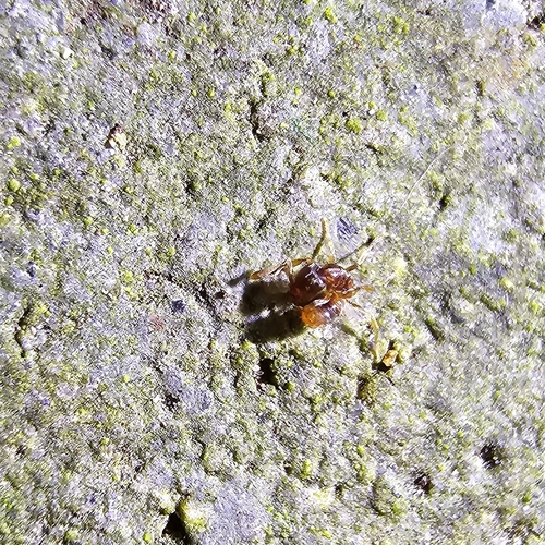 Hypoponera ergatandria