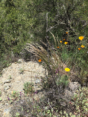 Melica californica