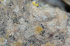 Myriolecis semipallida