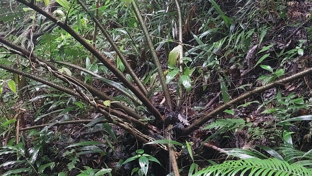 Angiopteris ferox
