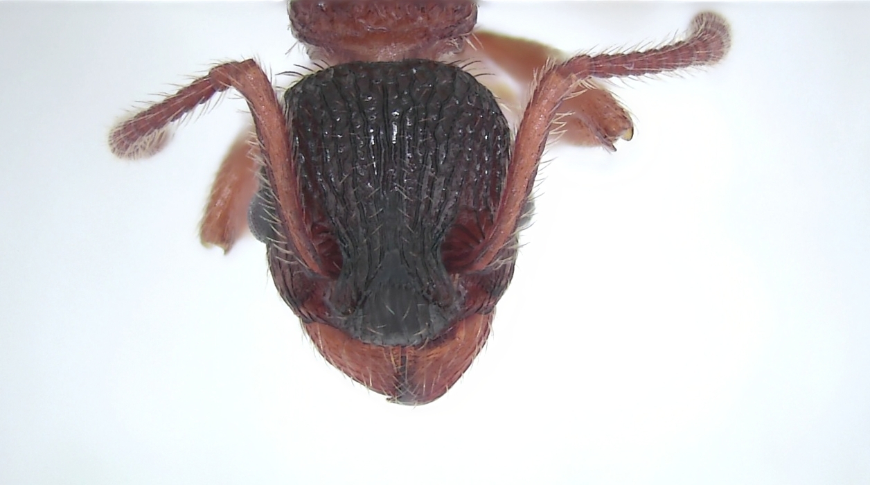 Myrmica yezomonticola