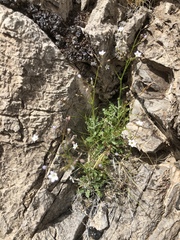 Gilia stellata