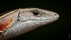 Yellow-Throated Plated Lizard photo 4