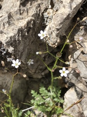 Gilia stellata
